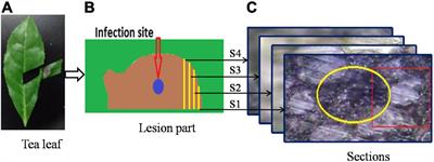 A Spatial-Temporal Analysis of Cellular Biopolymers on Leaf Blight-Infected Tea Plants Using Confocal Raman Microspectroscopy